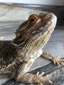 Bearded Dragon Basking