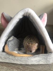 little ten rec in a tent